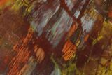 Vibrantly Colored, Polished Petrified Wood Section - Arizona #95071-1
